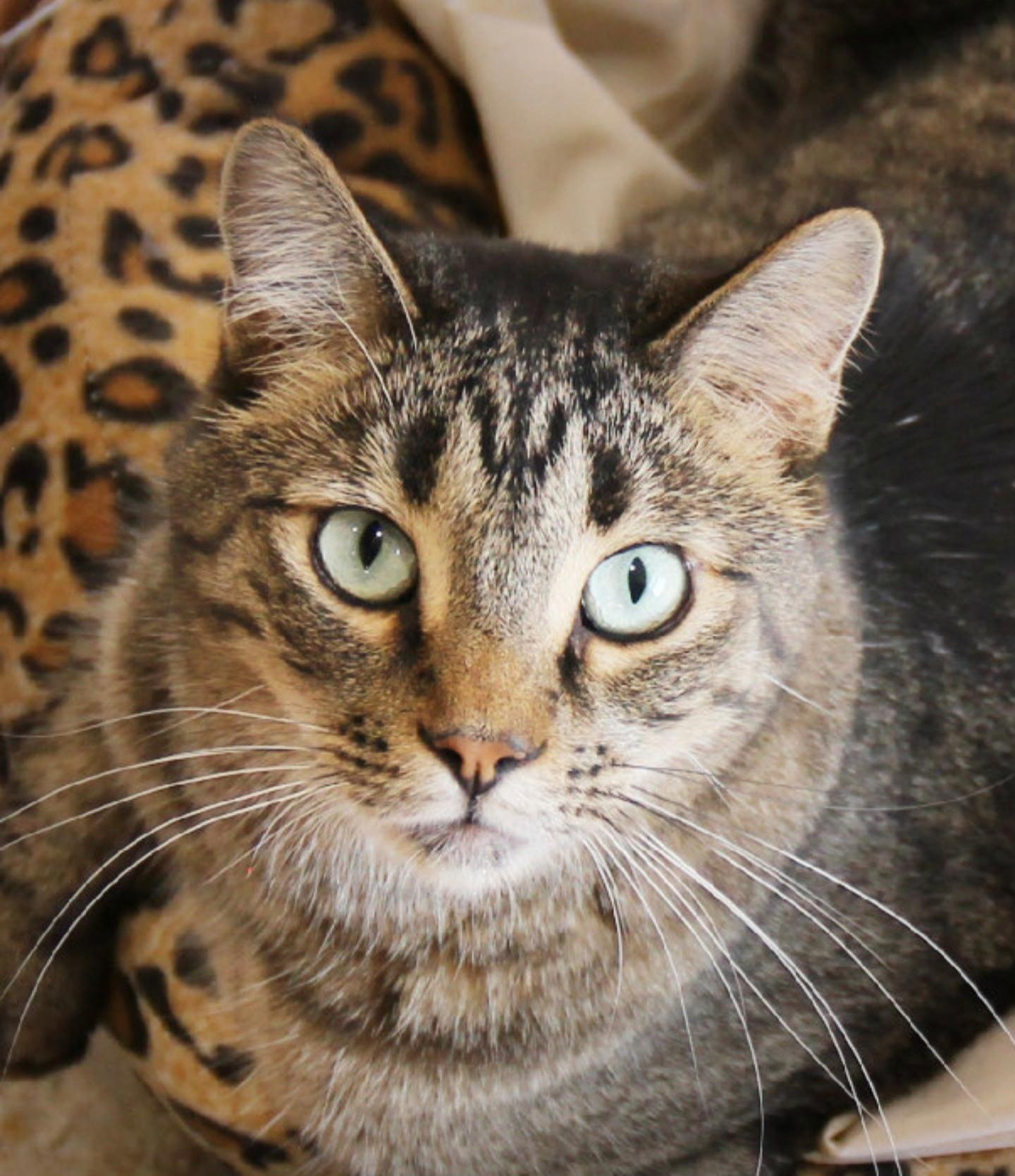 CRICKET AND SOCKS, Adoptable, Adult Male American Shorthair.