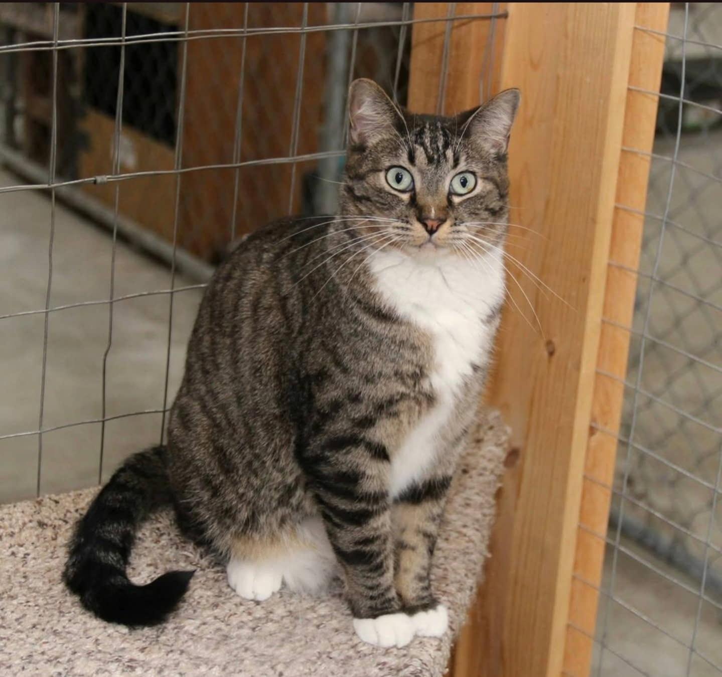 Enlarge CRICKET AND SOCKS, a Adoptable mixed breed in Harrisville, UT image 3/3