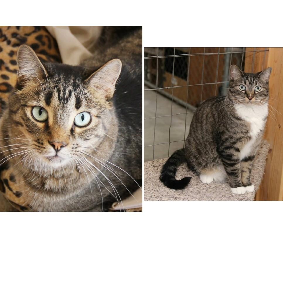 Enlarge CRICKET AND SOCKS, a Adoptable mixed breed in Harrisville, UT image 2/3