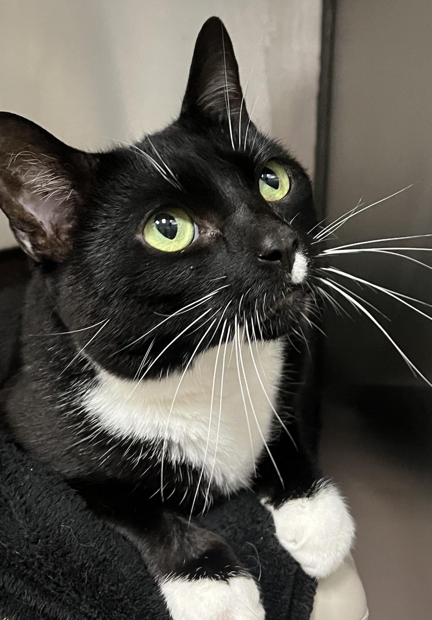 Colette, a ADOPTABLE Domestic Short Hair in Johnston, RI image 6/6