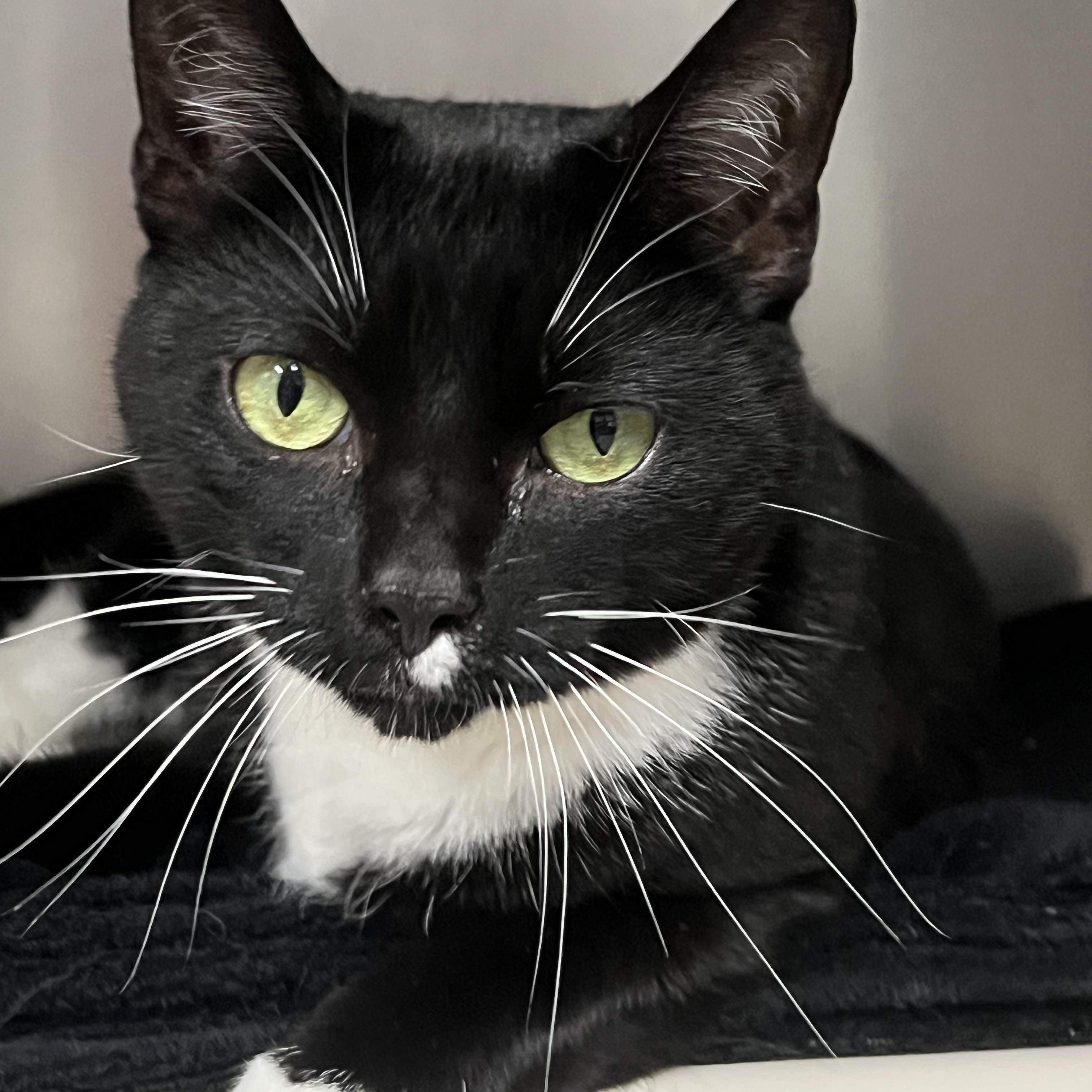Colette, a ADOPTABLE Domestic Short Hair in Johnston, RI image 5/6