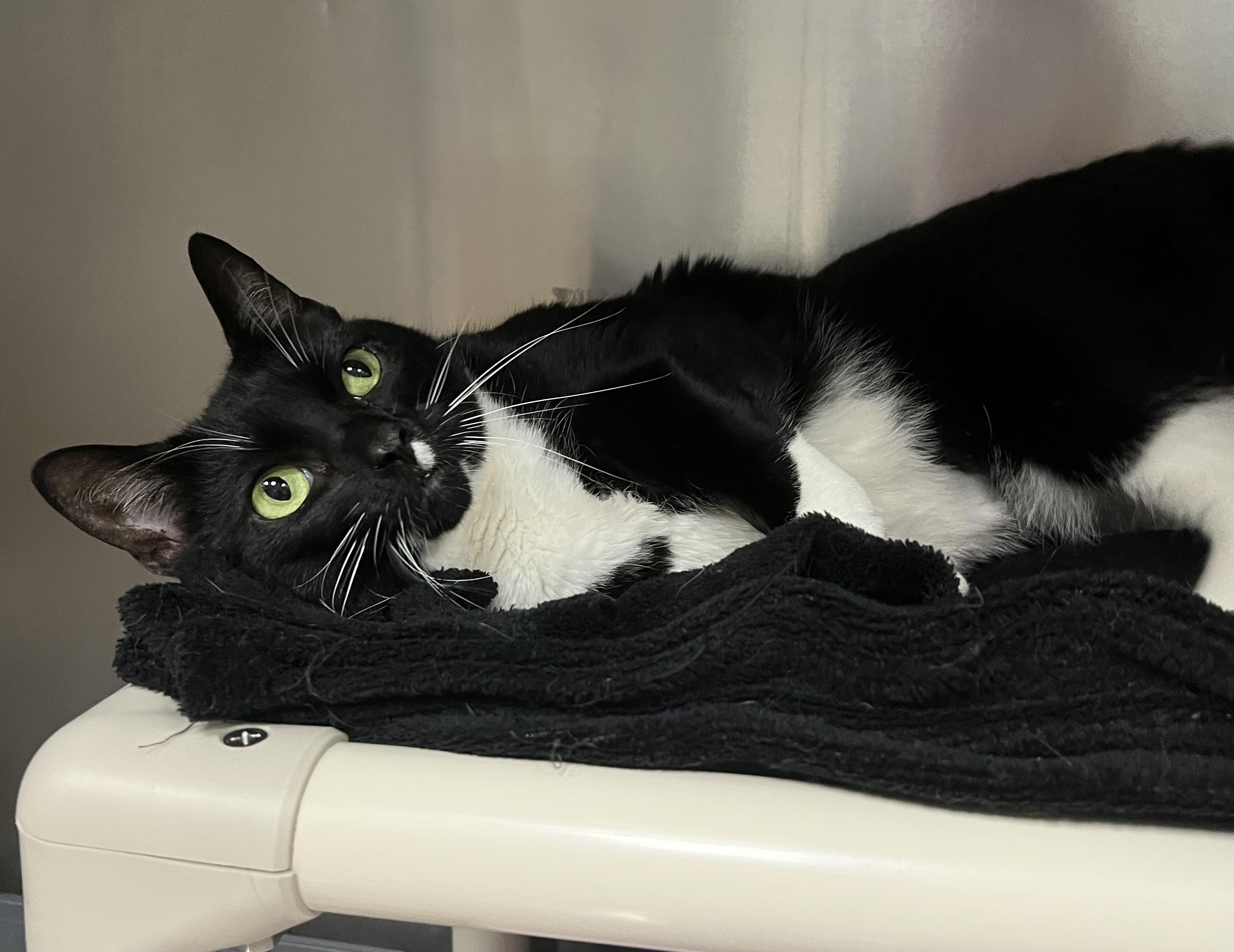 Colette, a ADOPTABLE Domestic Short Hair in Johnston, RI image 4/6
