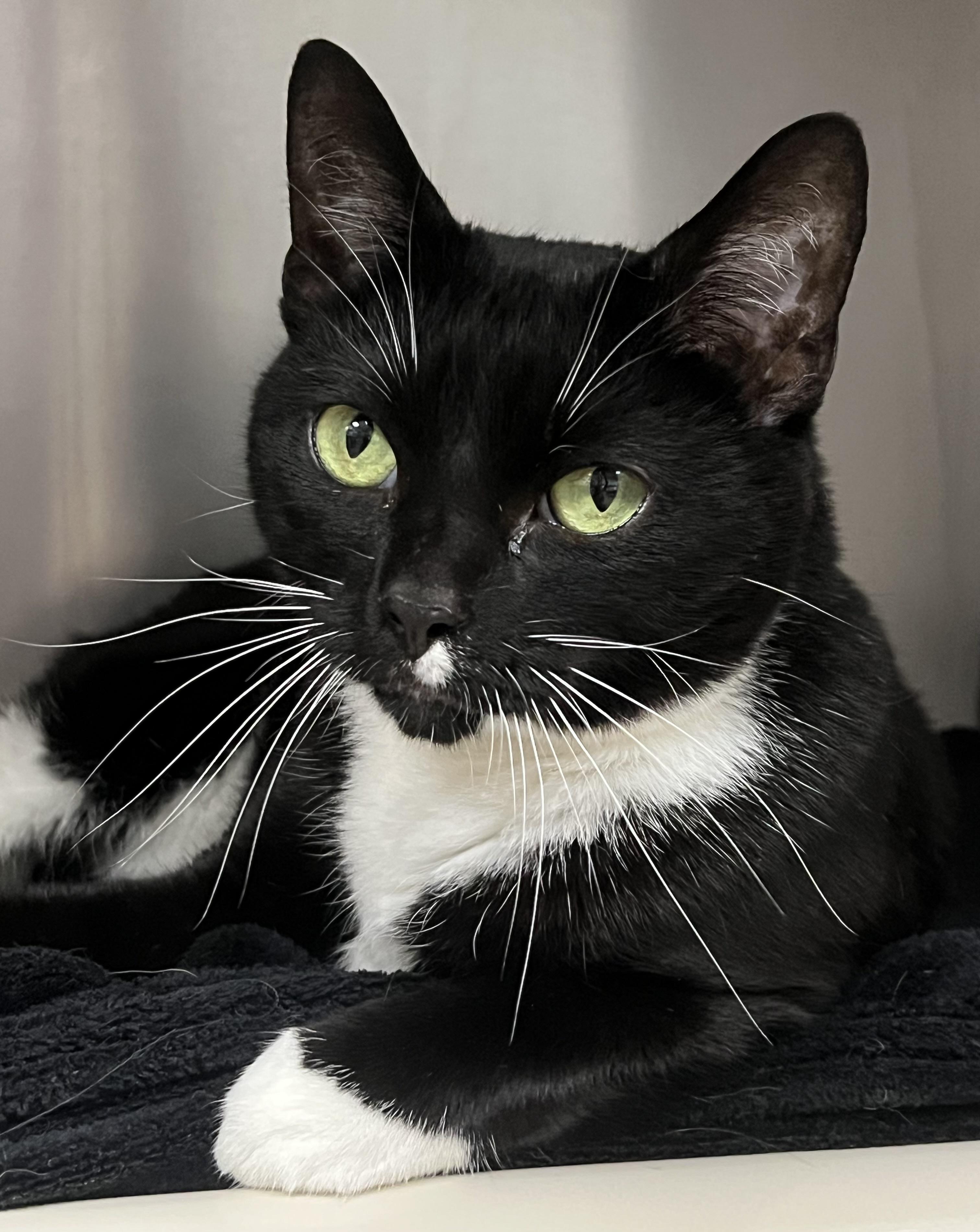 Colette, a ADOPTABLE Domestic Short Hair in Johnston, RI image 3/6