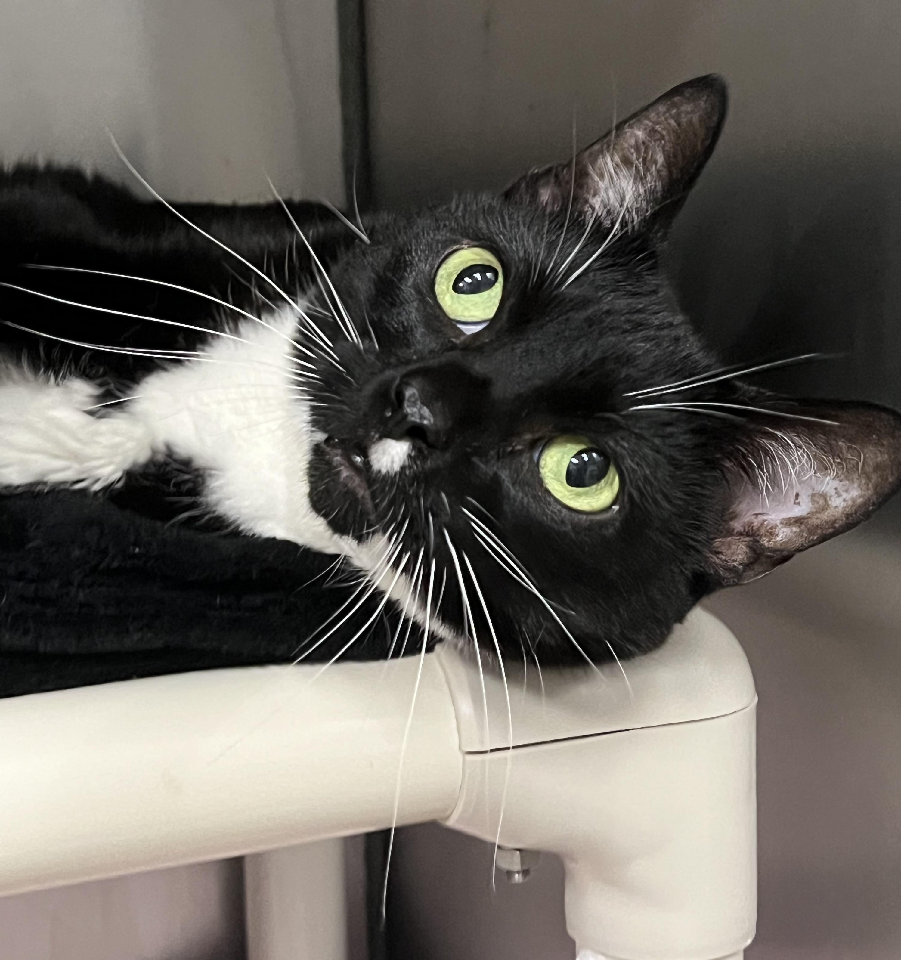 Colette, a ADOPTABLE Domestic Short Hair in Johnston, RI image 2/6
