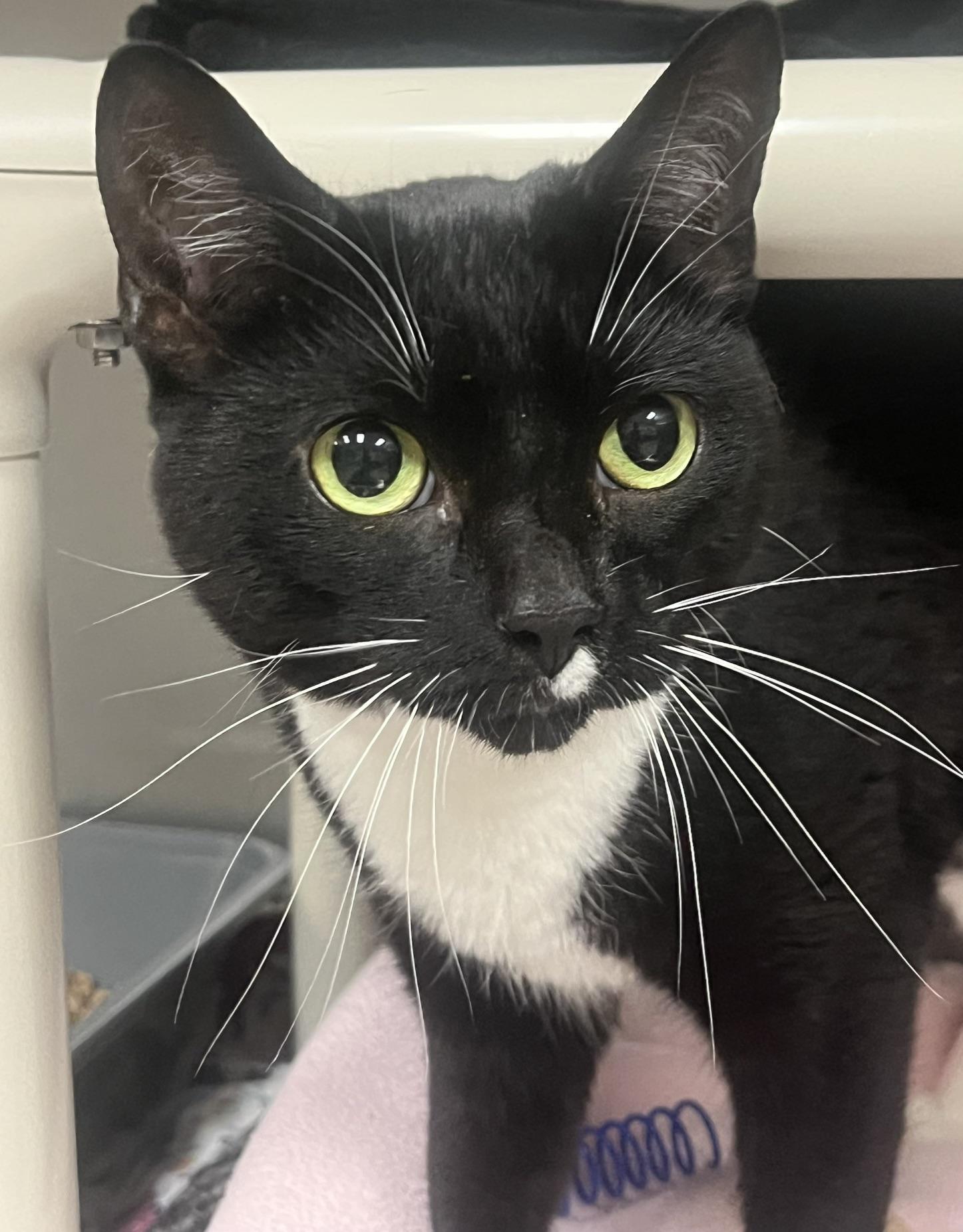 Colette, a ADOPTABLE Domestic Short Hair in Johnston, RI image 1/6