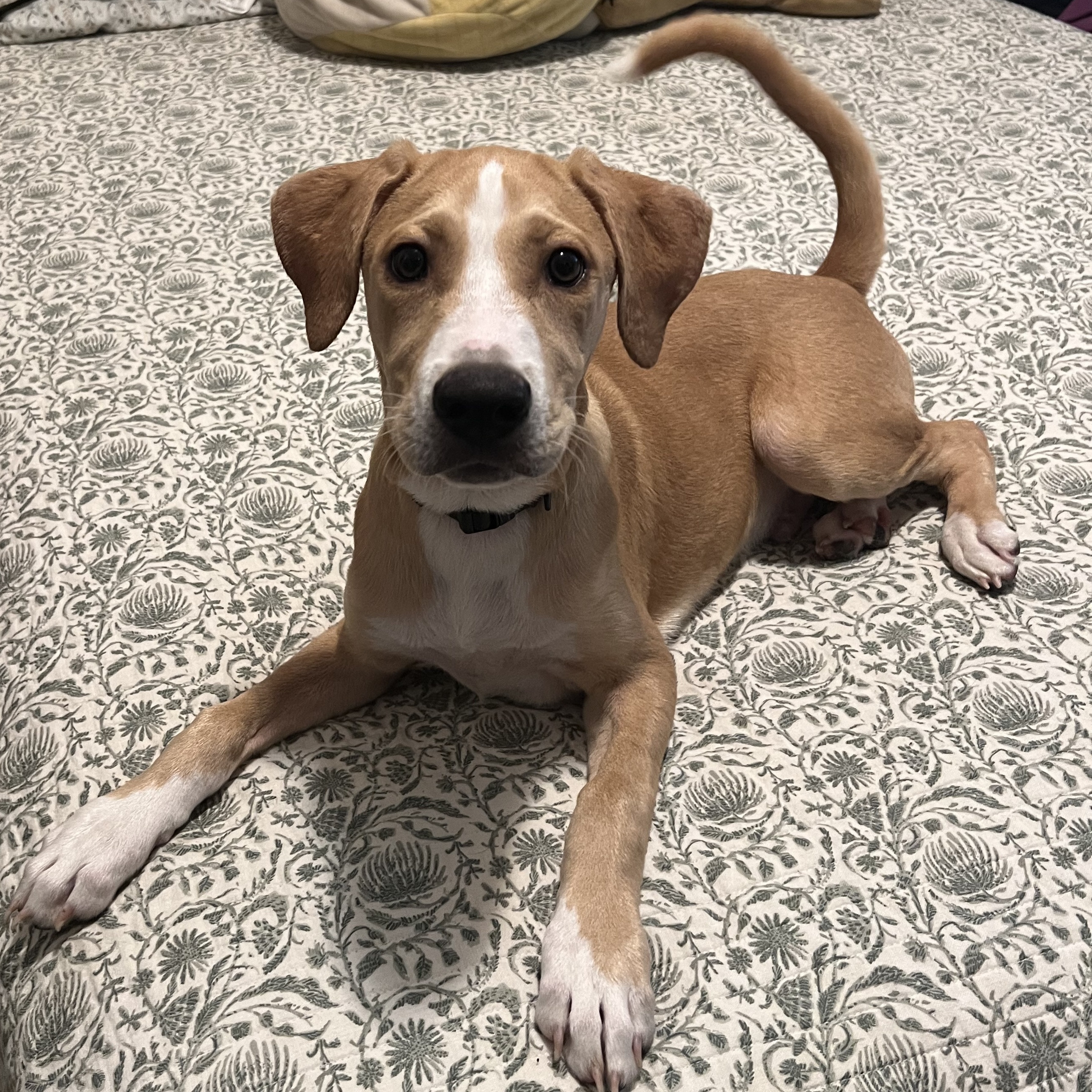 Bucky, a Adopted Treeing Walker Coonhound in Wrightstown, NJ image 2/4