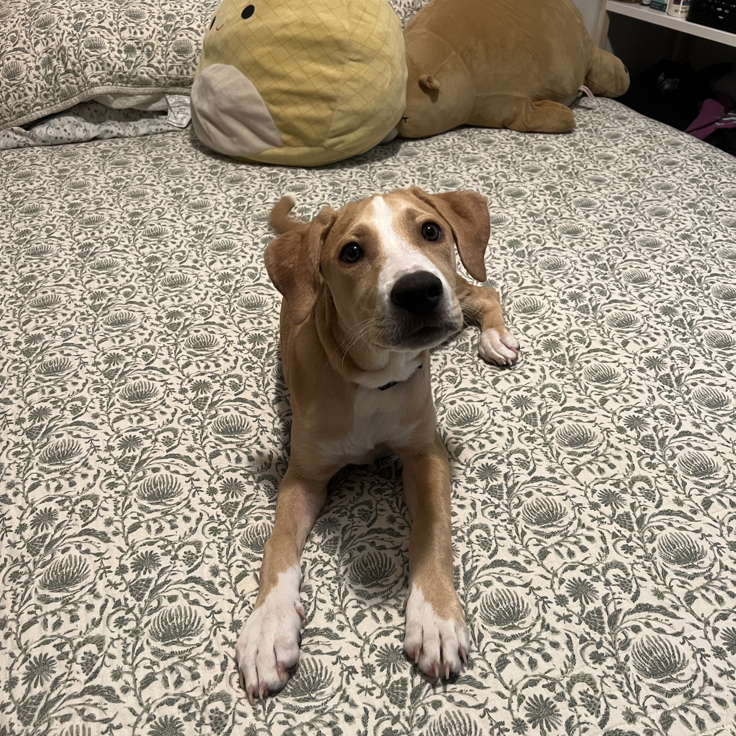 Bucky, Adopted, Puppy Male Treeing Walker Coonhound.