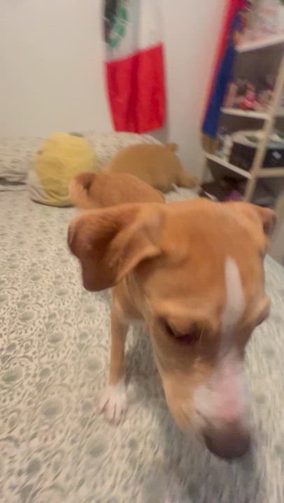 Enlarge Bucky, a Adopted Treeing Walker Coonhound in Wrightstown, NJ video 3/4