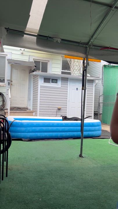 Enlarge Bucky, a Adopted Treeing Walker Coonhound in Wrightstown, NJ video 4/4