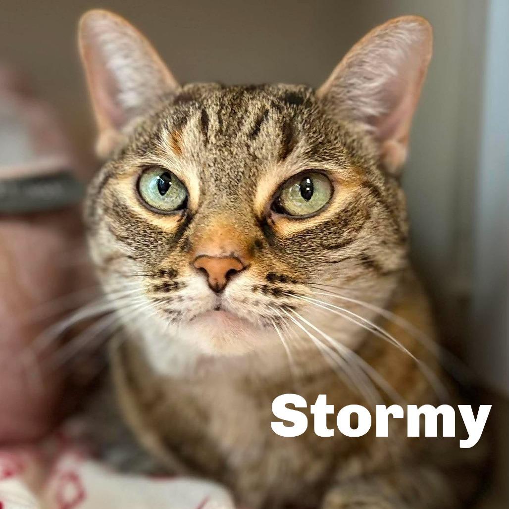 Enlarge Stormy 260625, a Adoptable mixed breed in Escanaba, MI image 1/1