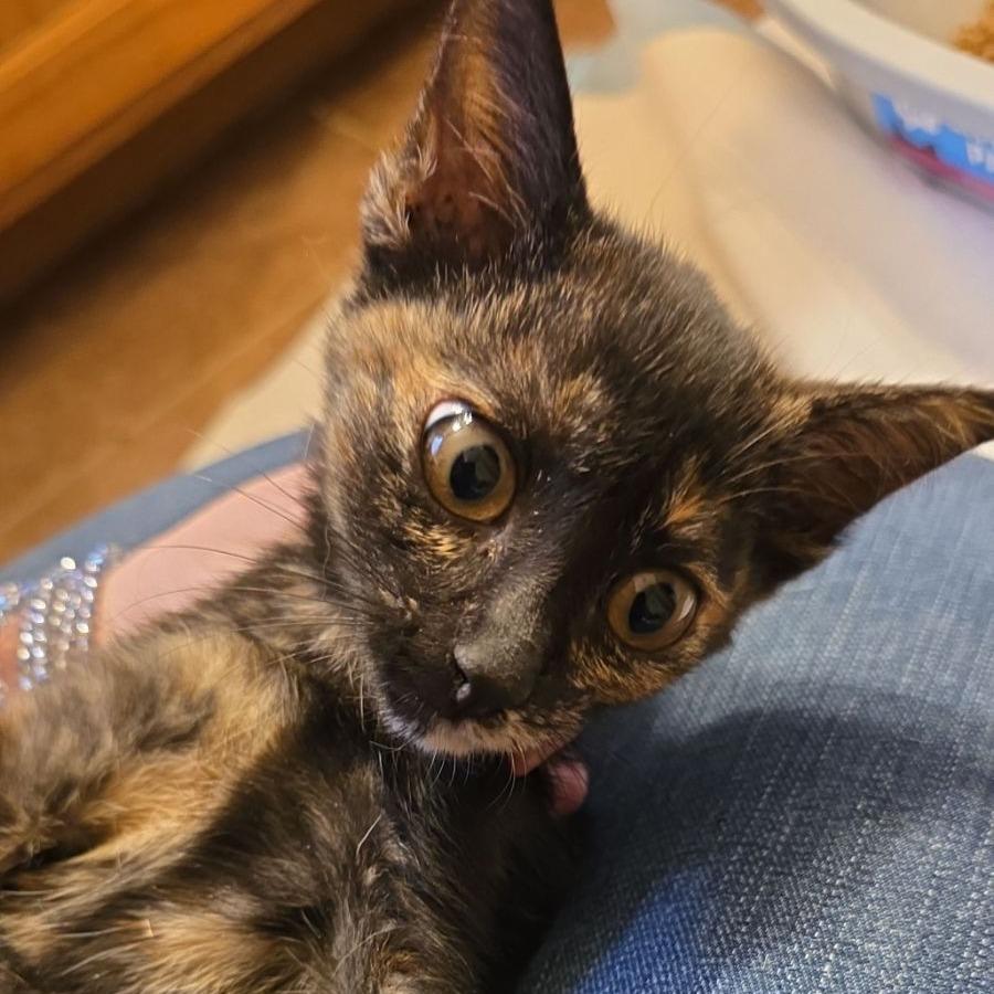 Torti, ADOPTABLE, Young Male Tortoiseshell.