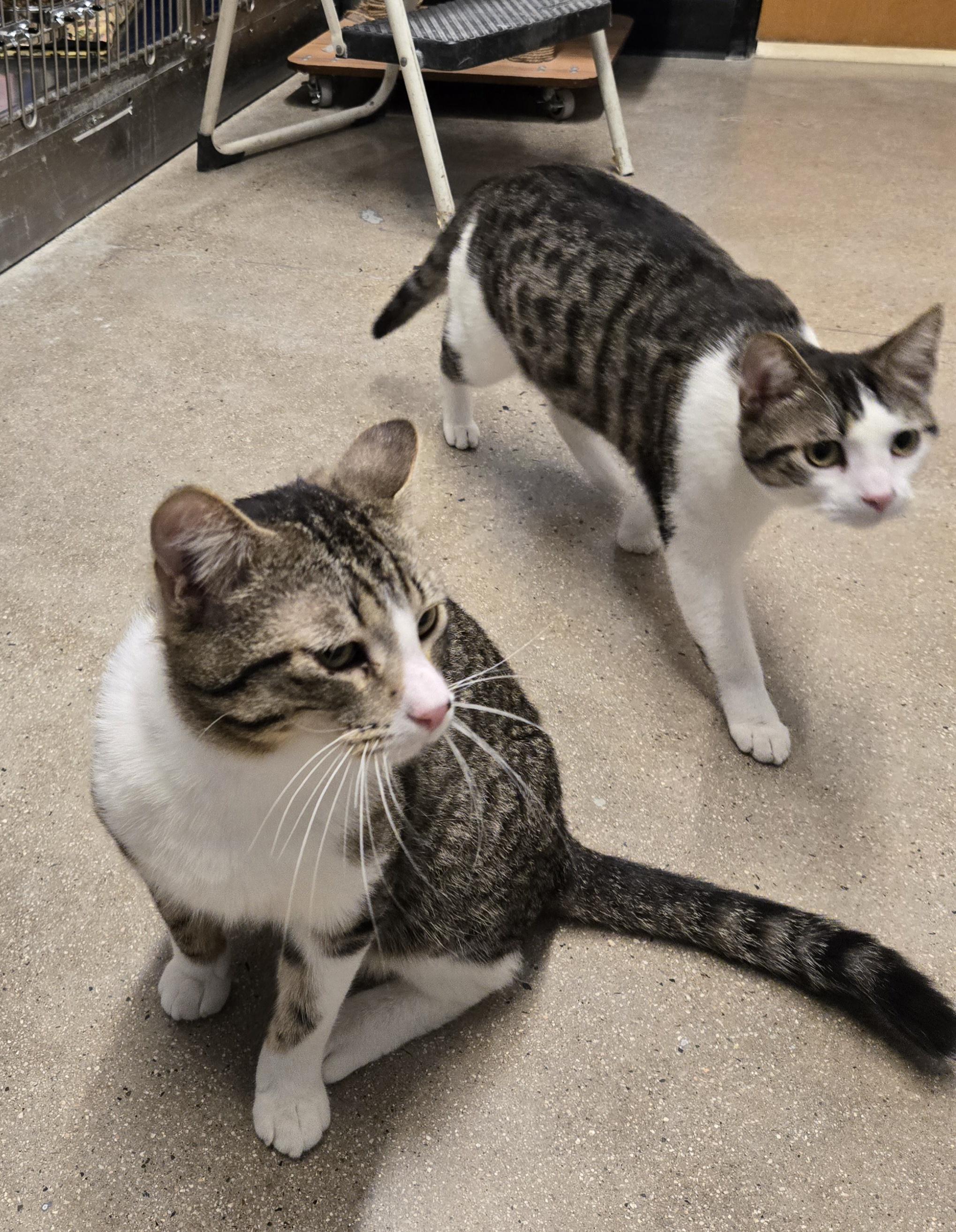 Hammy and Rex (Bonded Brothers), Adoptable, Adult Male Tabby.