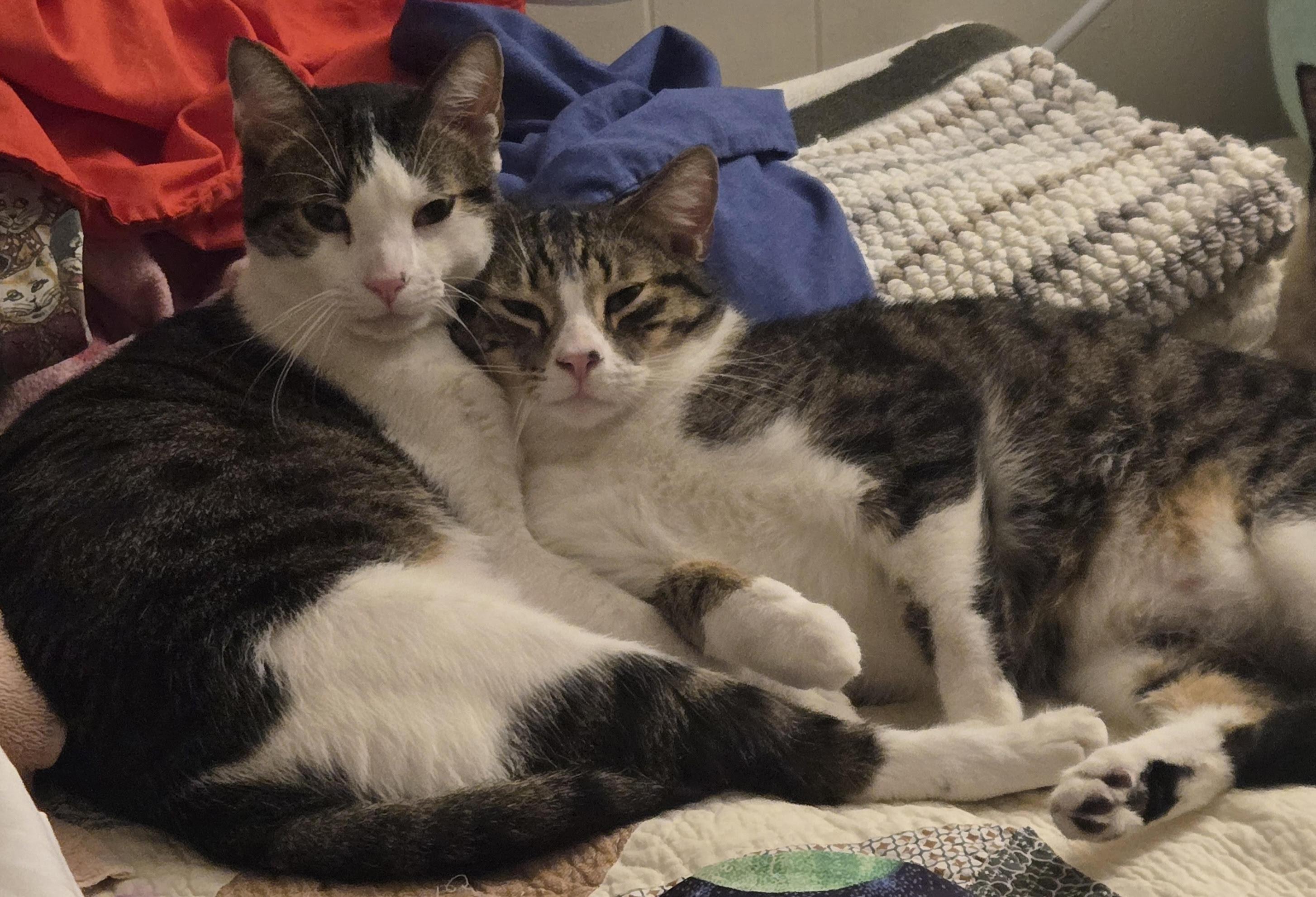 Hammy and Rex (Bonded Brothers), adoptable, Adult Male Tabby.