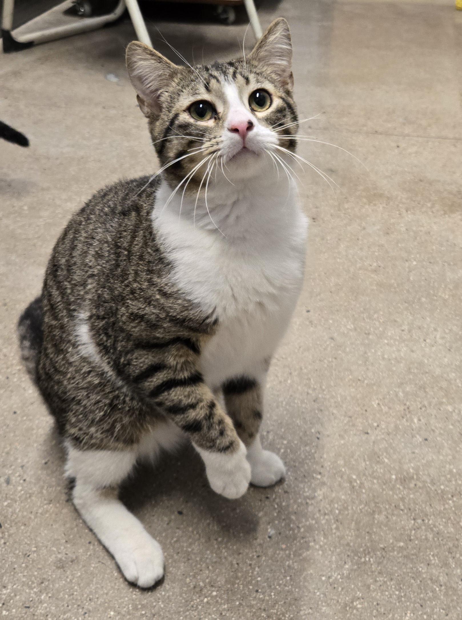 Hammy and Rex (Bonded Brothers), a Adoptable Tabby in Fullerton, CA image 2/2