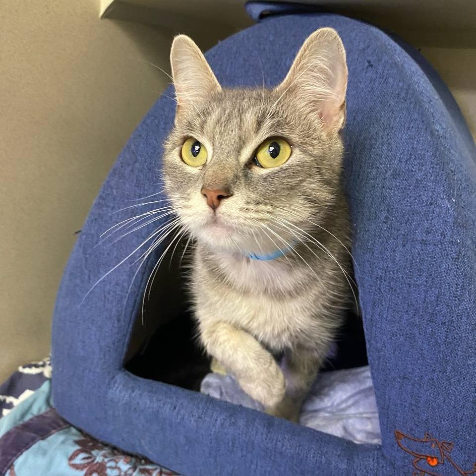 Bluebell, Adoptable, Young Female Domestic Short Hair.