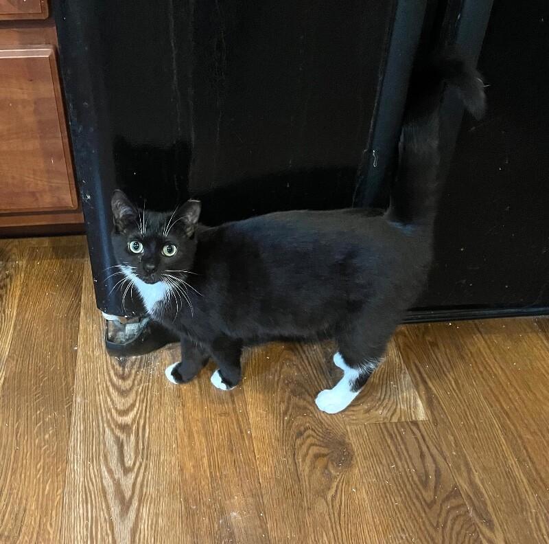 Terrie, Adoptable, Adult Female Domestic Short Hair.