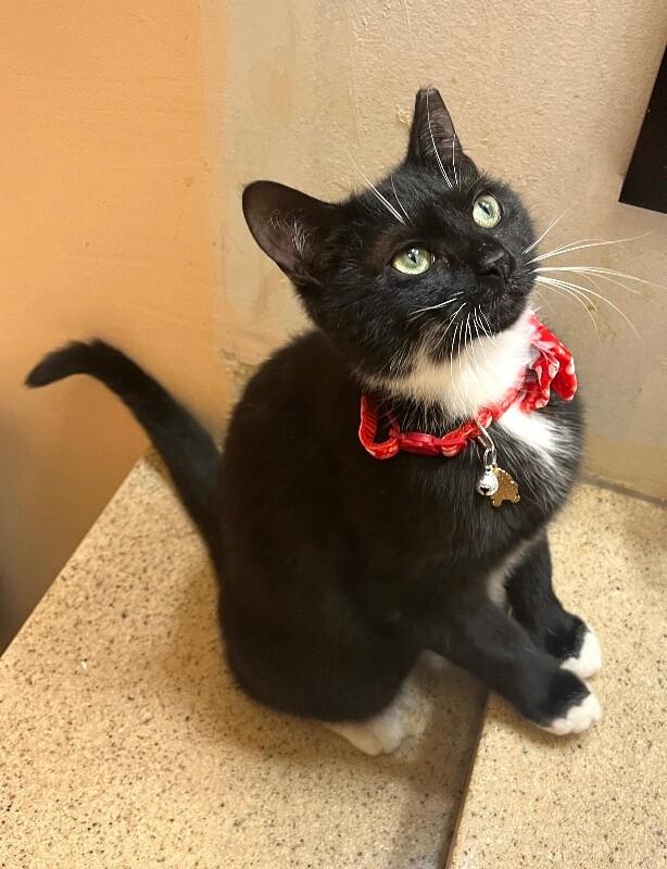 Enlarge Terrie, a Adoptable Domestic Short Hair in North Babylon, NY image 2/4