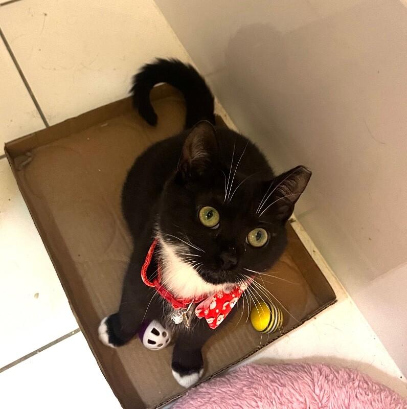 Enlarge Terrie, a Adoptable Domestic Short Hair in North Babylon, NY image 3/4