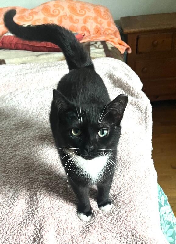 Enlarge Terrie, a Adoptable Domestic Short Hair in North Babylon, NY image 4/4