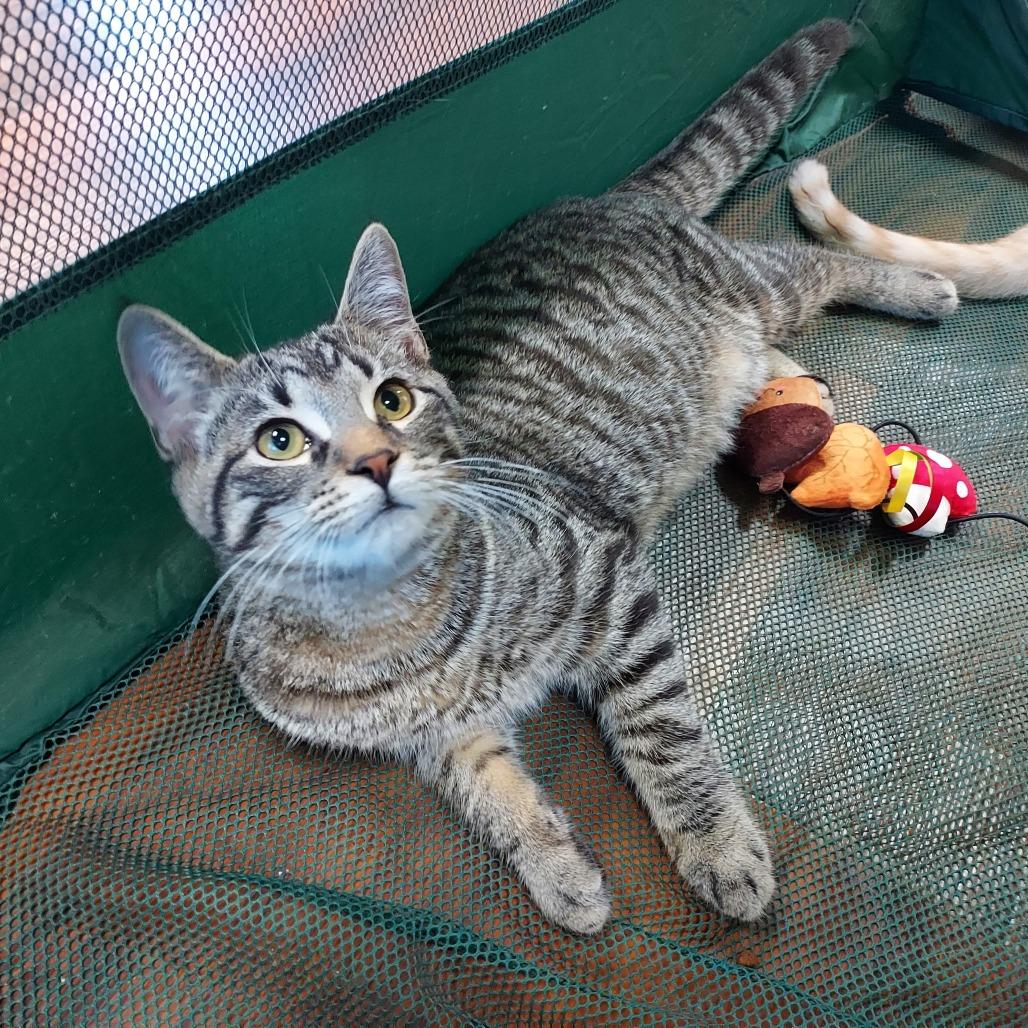 Dale, Adoptable, Kitten Male Domestic Short Hair.