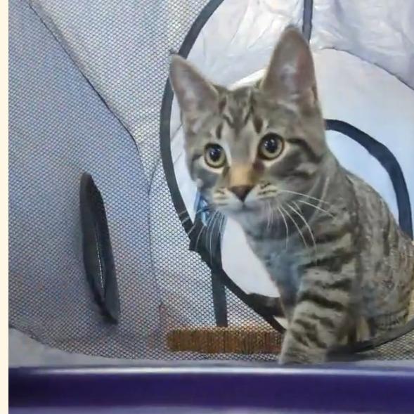 Enlarge Dale, a Adoptable Domestic Short Hair in Ephrata, PA image 2/4