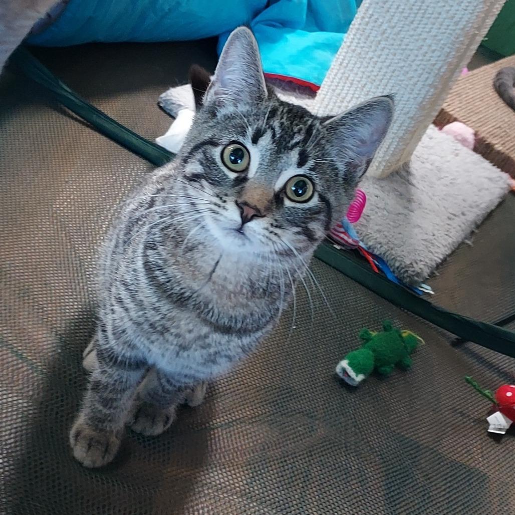 Enlarge Dale, a Adoptable Domestic Short Hair in Ephrata, PA image 4/4