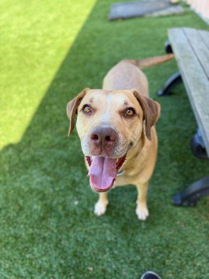 Enlarge Seira - 2, a Adoptable mixed breed in Daytona Beach, FL image 1/1