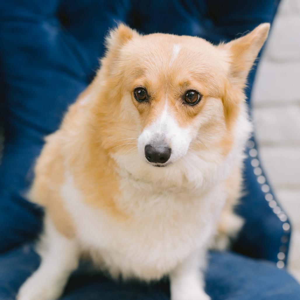 Molly, ADOPTABLE, Adult Female Corgi.