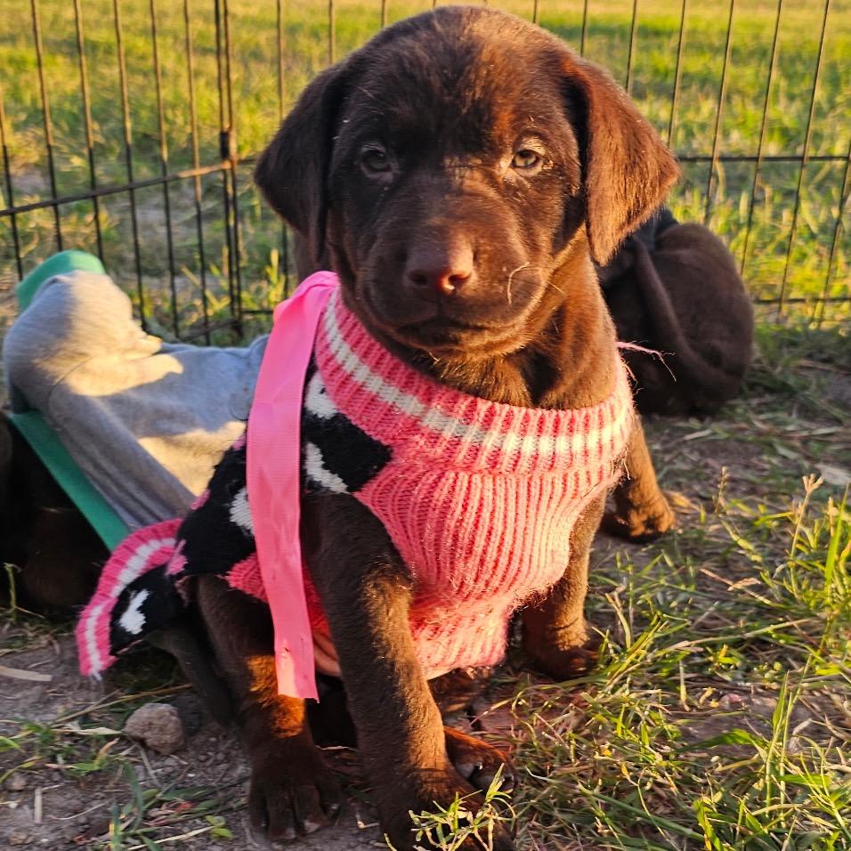 Hestia, Adoptable, Puppy Female Doberman Pinscher.