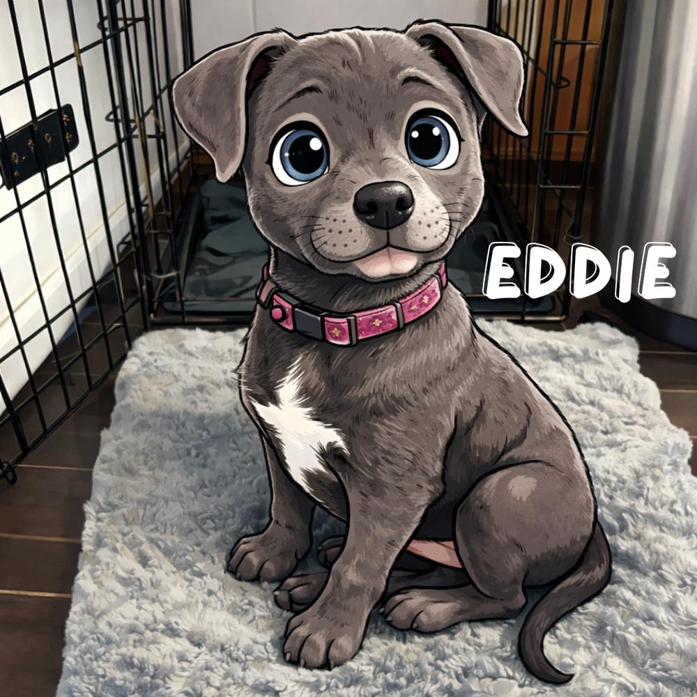 Eddie-Blue Bloods Litter, Adoptable, Puppy Female Mixed Breed.