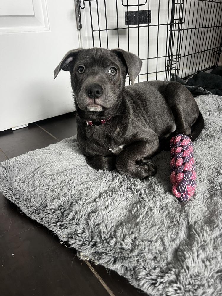 Eddie-Blue Bloods Litter, Adoptable, Puppy Female Mixed Breed.