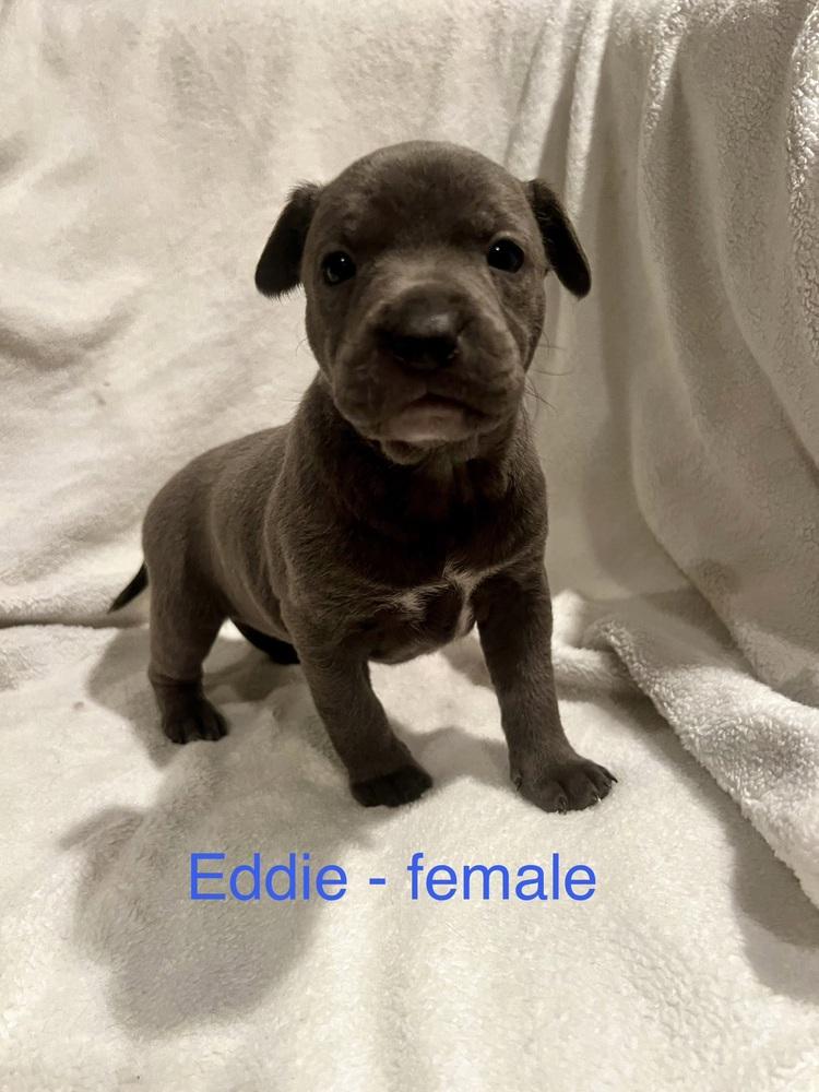 Eddie-Blue Bloods Litter, Adoptable, Puppy Female Mixed Breed.
