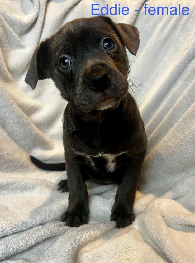 Eddieblue Bloods Litter thumbnail 3