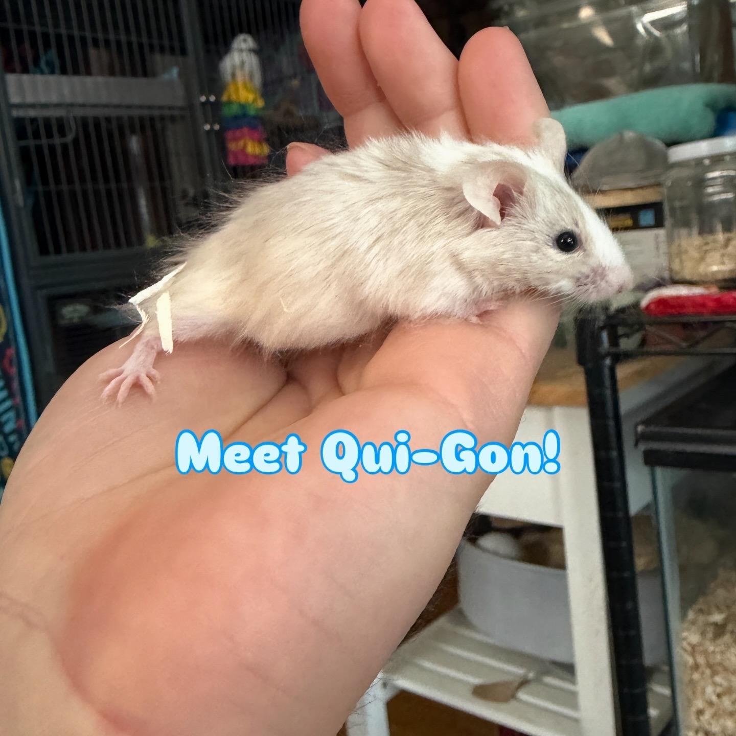 Enlarge Quin-Gon, a ADOPTABLE Mouse in Minneapolis, MN image 1/1