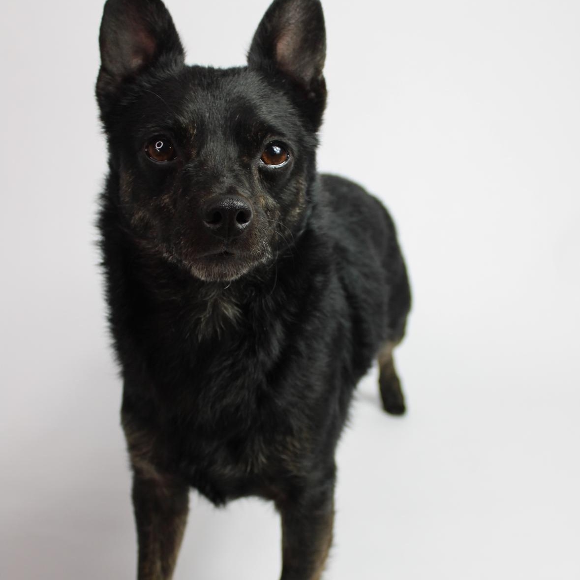 Harvey, Adopted, Adult Male Chihuahua.
