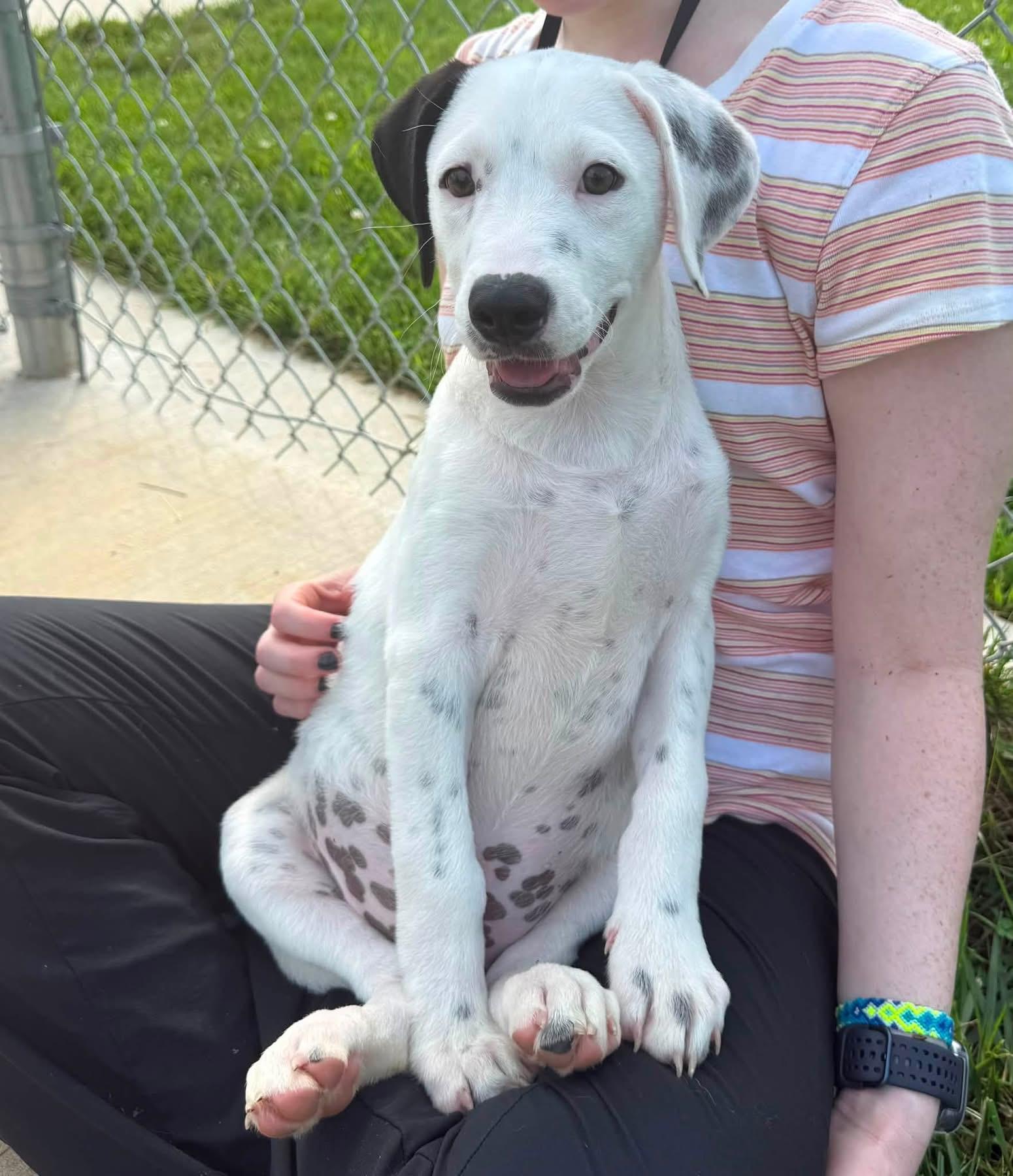 Enlarge Camry (ID 52701), an adopted Hound in Manassas, VA image 2/2
