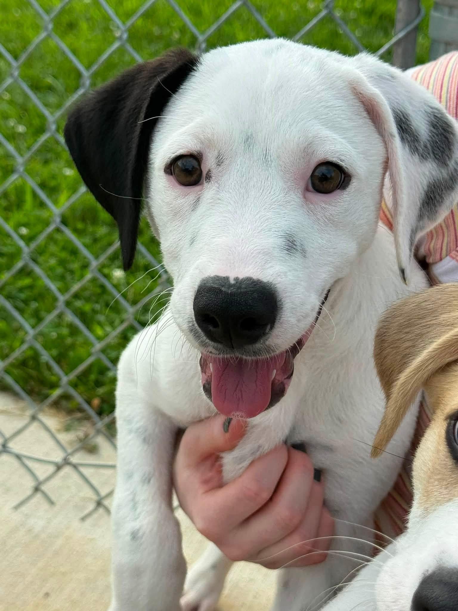 Enlarge Camry (ID 52701), an adopted Hound in Manassas, VA image 1/2