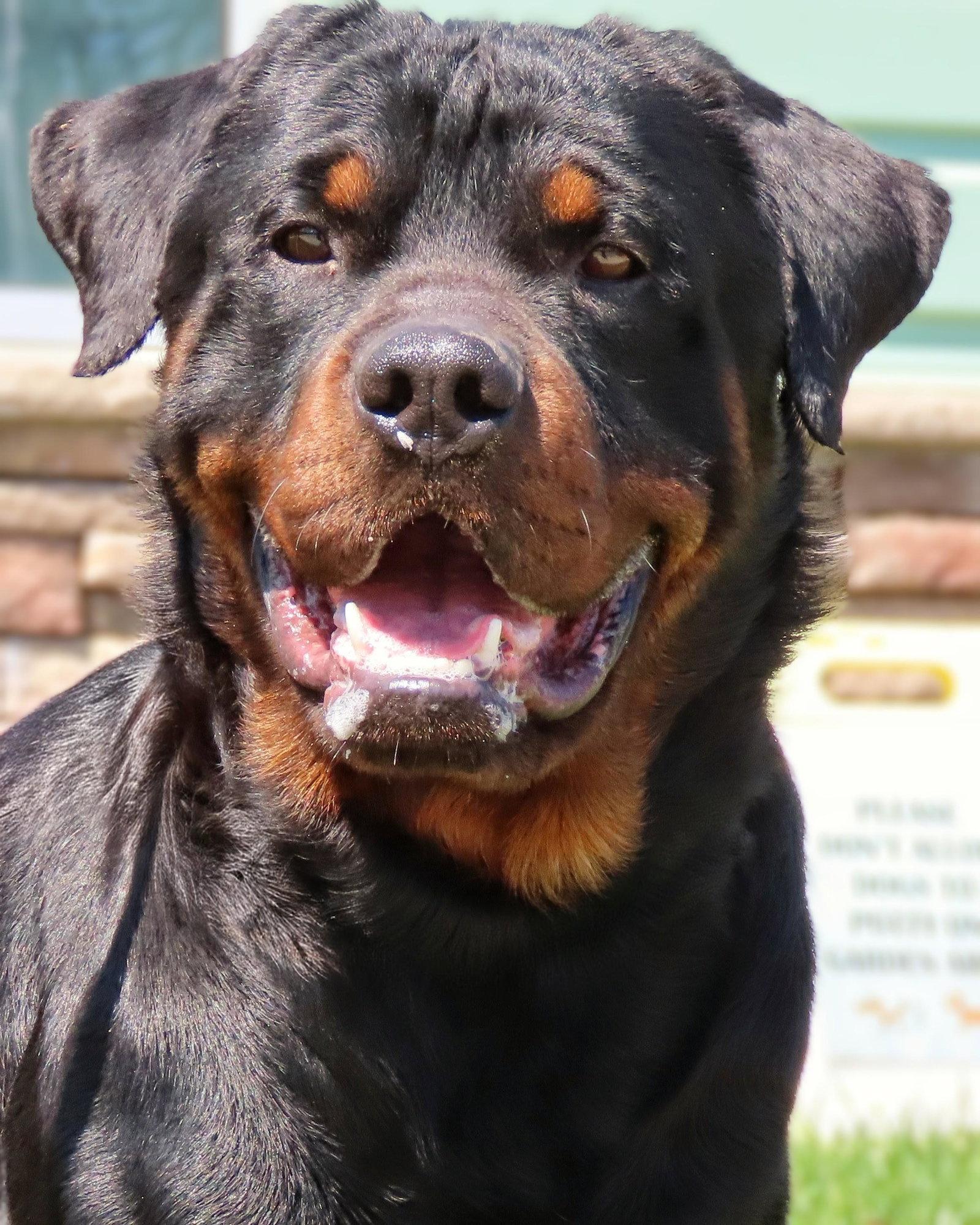 Amityville Rocco - Courtesy post, Adoptable, Adult Male Rottweiler.