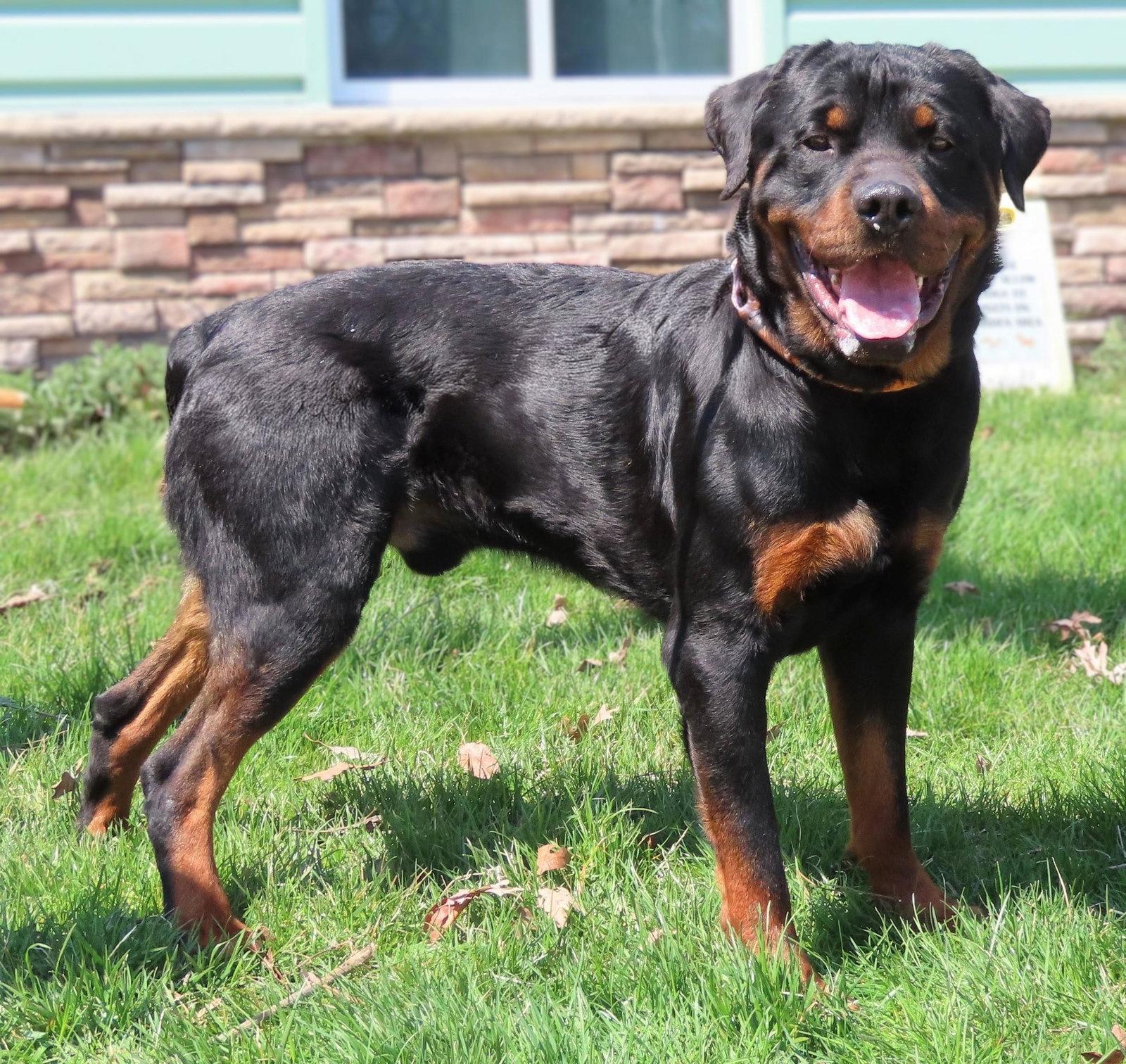 Enlarge Amityville Rocco - Courtesy post, a Adoptable Rottweiler in Hillsboro, NH image 2/2