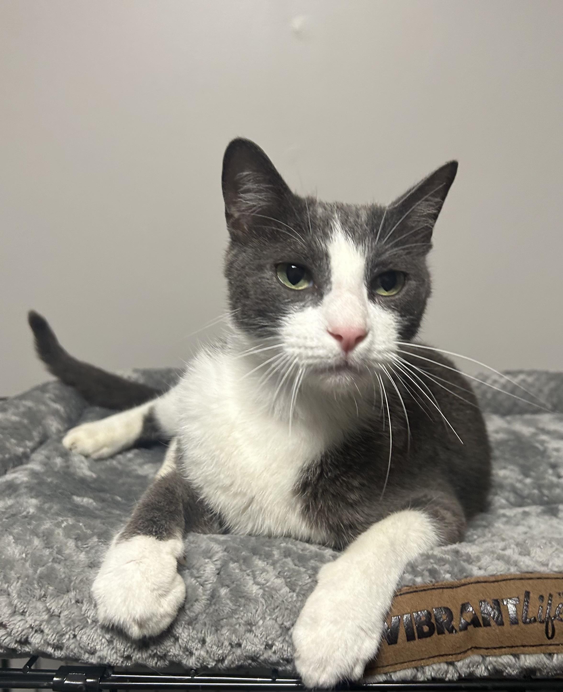 Justice, an adoptable Domestic Short Hair Mix in Grove, OK_image-1