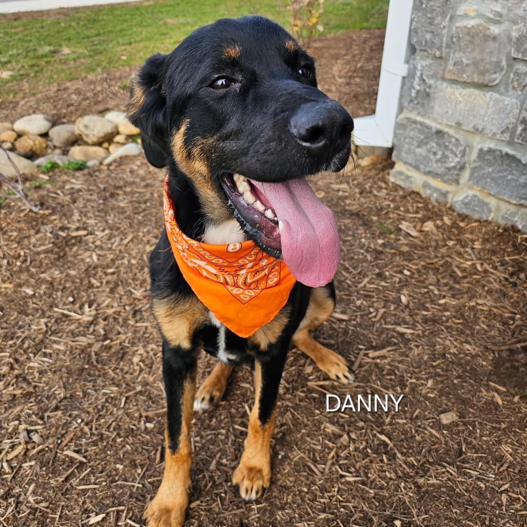 Enlarge Danny, a Adoptable mixed breed in Staten Island, NY image 1/6