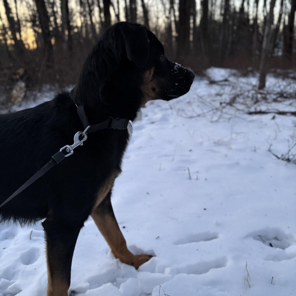 Enlarge Danny, a Adoptable mixed breed in Staten Island, NY image 3/6