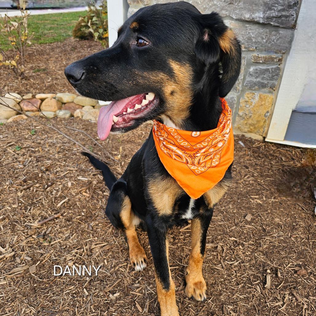 Enlarge Danny, a Adoptable mixed breed in Staten Island, NY image 4/6