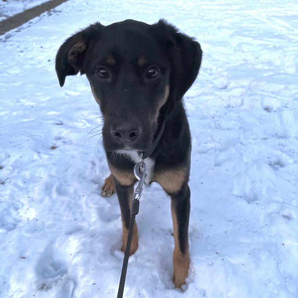 Enlarge Danny, a Adoptable mixed breed in Staten Island, NY image 6/6