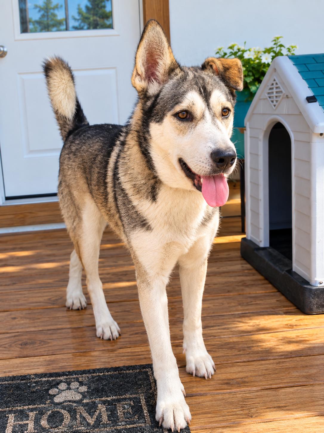 Princess, Adoptable, Young Female Husky.