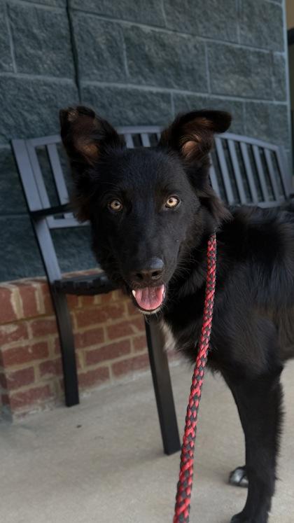 26-577 Captain Jack Sparrow, Adoptable, Puppy Male Shepherd & Mixed Breed.