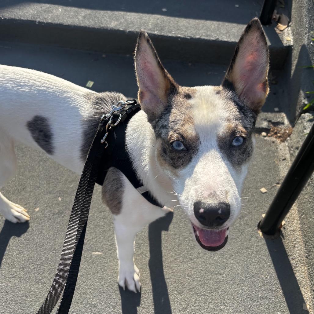 Enlarge Maraschino Cherry, a Adoptable mixed breed in Jersey City, NJ image 1/6
