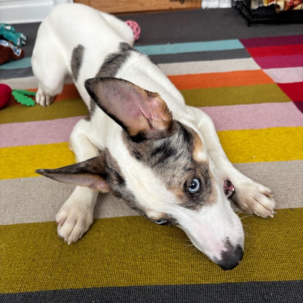 Enlarge Maraschino Cherry, a Adoptable mixed breed in Jersey City, NJ image 2/6