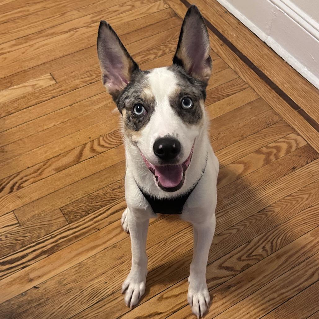 Enlarge Maraschino Cherry, a Adoptable mixed breed in Jersey City, NJ image 3/6