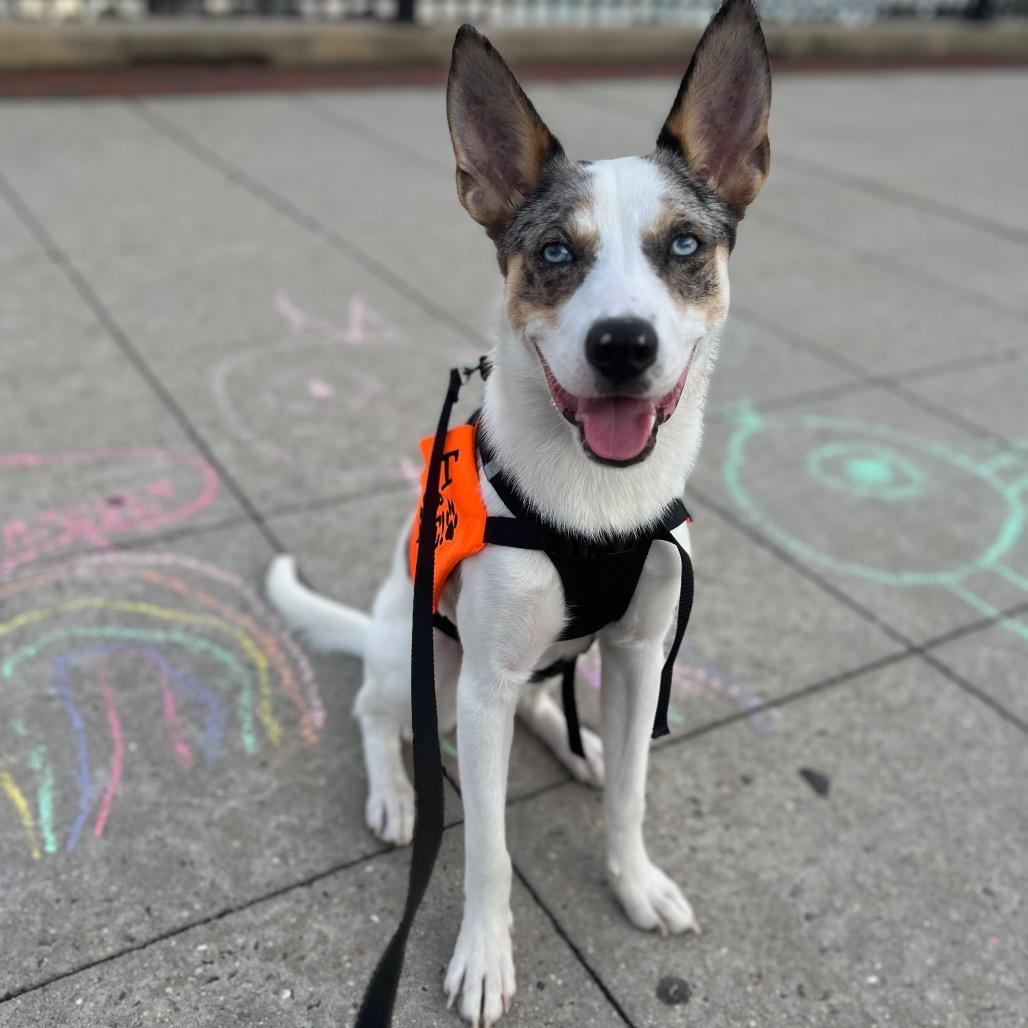 Enlarge Maraschino Cherry, a Adoptable mixed breed in Jersey City, NJ image 4/6